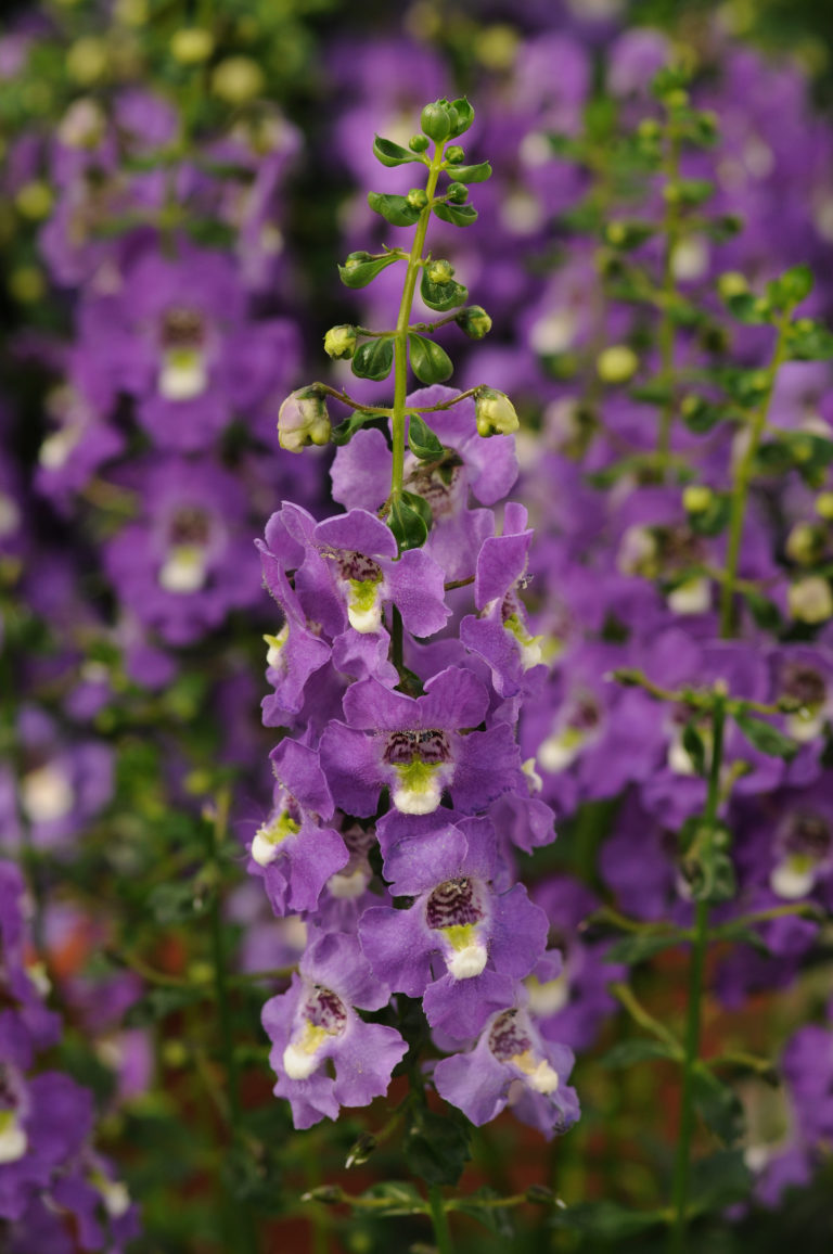 Angelonia Archangel™ Purple – HI-WAY GARDEN CENTER