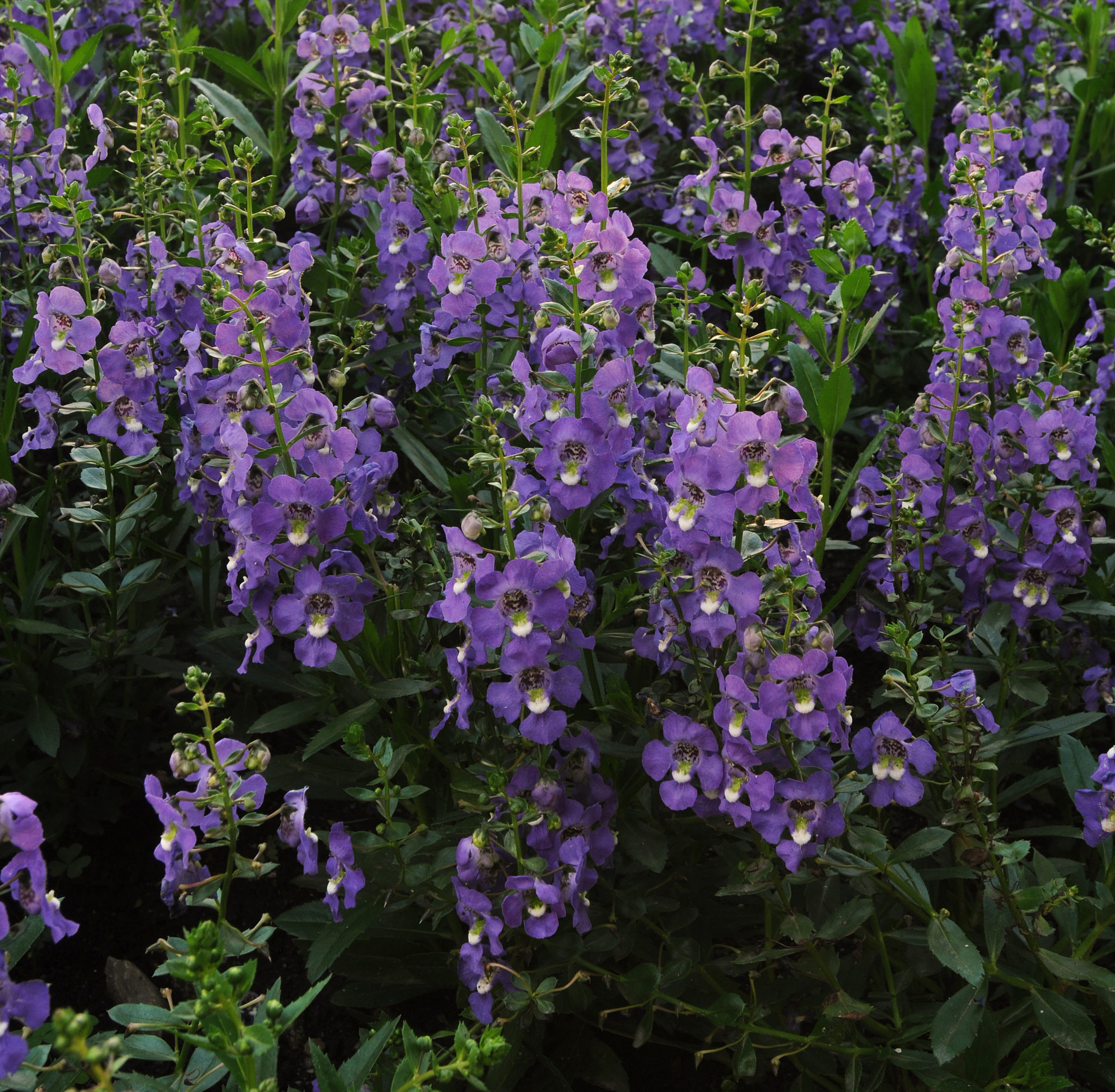 Angelonia angustifolia